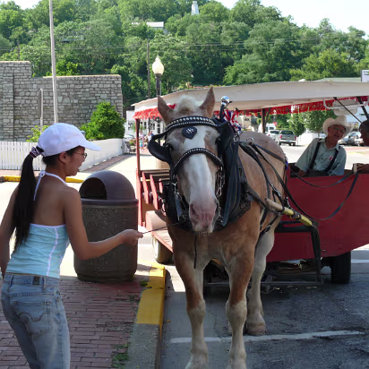 Hannibal-022 Hanhan feeding the horse that pulls a carriage around Hannibal.