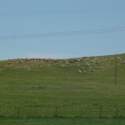 Custer-011 Black faced Montana women. Sheep in other words.