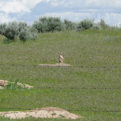 Custer-025 A Prarie dog in their typical pose.