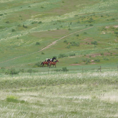 Custer-041 Wild horses, maybe decendants of the horses Custer rode.