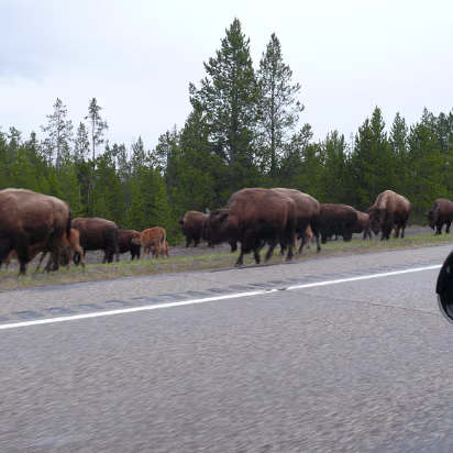 Yellowstone-002 Bison on the road into West Yellowstone, Montana. I like deer better...