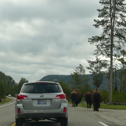 Yellowstone-019 Bison have the right of way. These had been walking down the middle of the road.