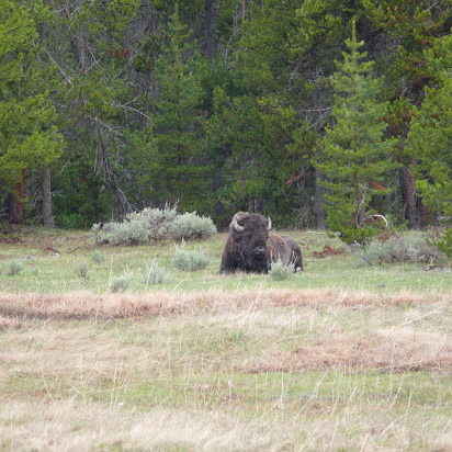 Yellowstone-035 Grandaddy bison. Look at his horns. Bison jerky is very tasty!