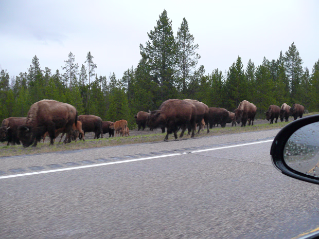 Yellowstone National Park An exquisitely beautiful place