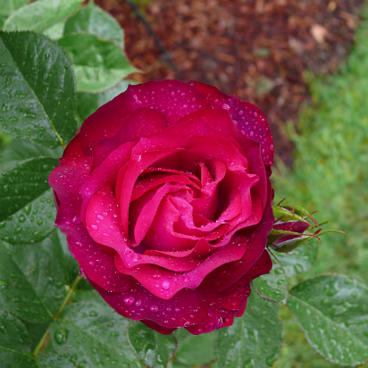 Area-026 See the dew on the petals?