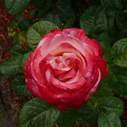 Area-027 This one smelled really good.