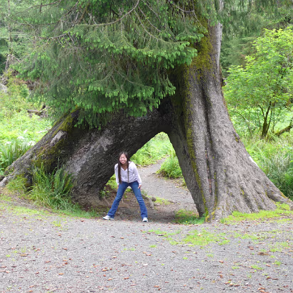 Ocean-002 One of the huge Sitka Spruce trees along the Oregon coast.