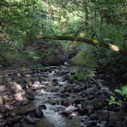 Oregon-024 Nice, quiet, babbling brook through the forest.