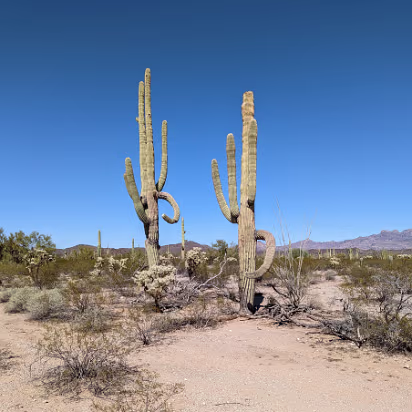 Southwest_2022-006 Humanoid cacti. Looks like something in Bugs Bunny.