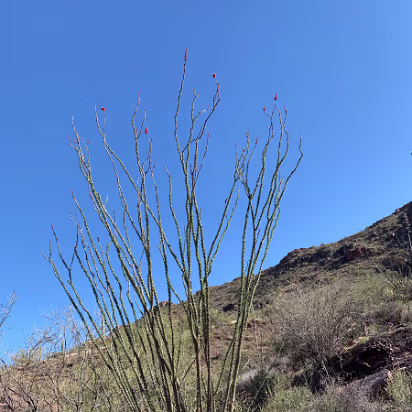 Southwest_2022-010 Ocotillo only get green and flower after the rain.