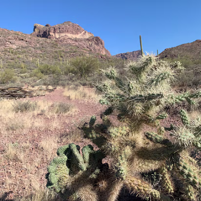 Southwest_2022-012 Note the crested cholla cactus. Crested cacti are very rare.
