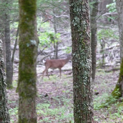 Tennessee-020 A deer in the forest looking for lunch.